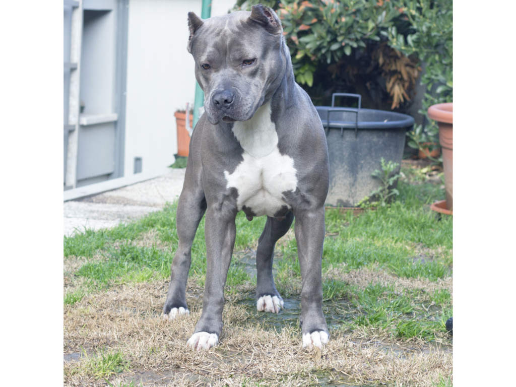 pitbull forest house