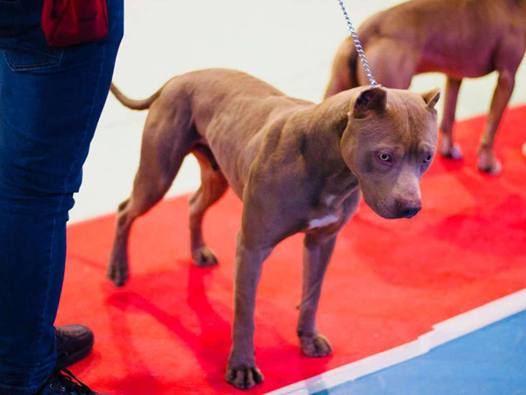 pitbull forest house