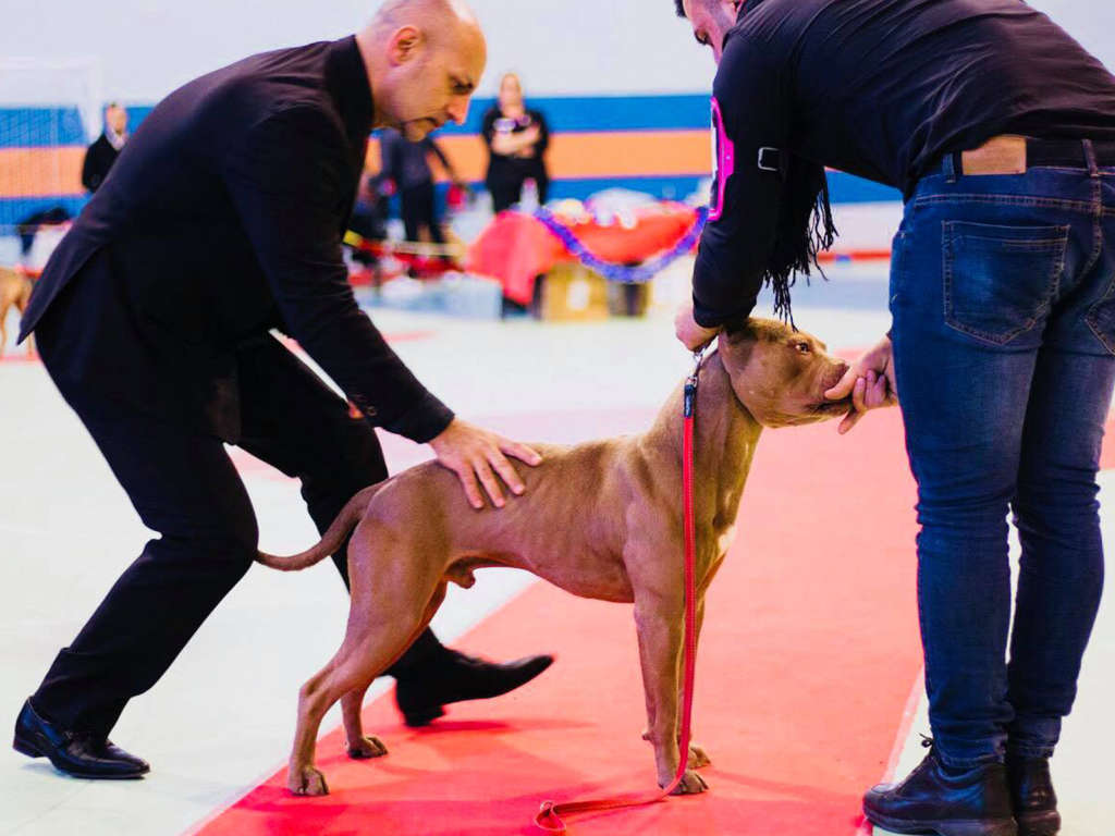 pitbull forest house