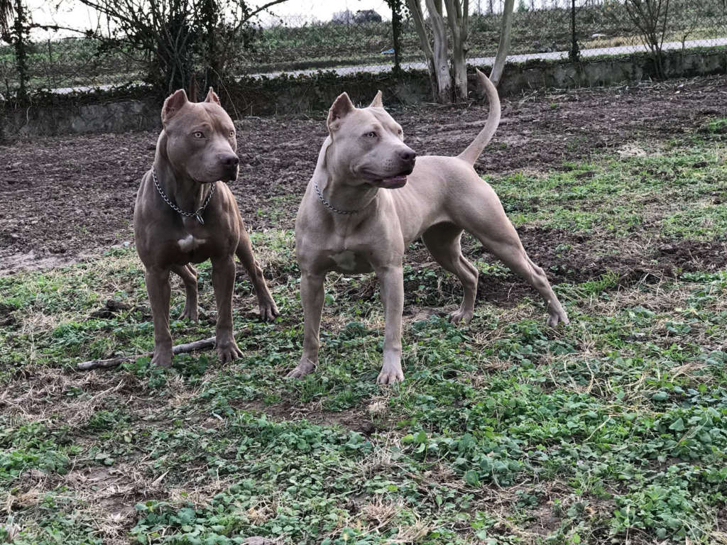 pitbull forest house