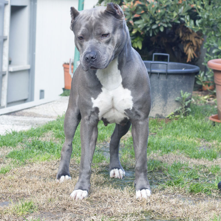 Blue Maya pitbull americano