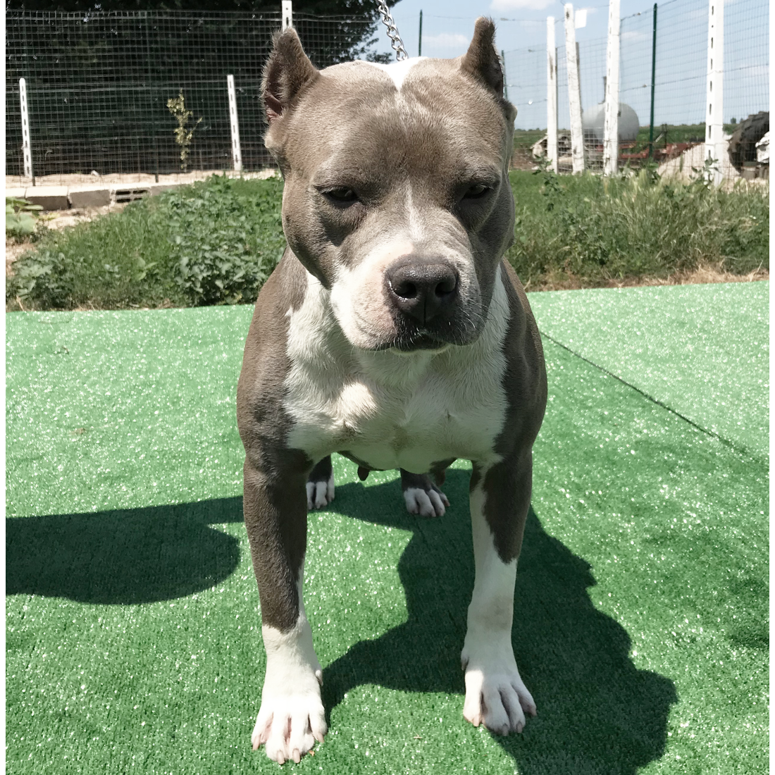 pitbull forest house