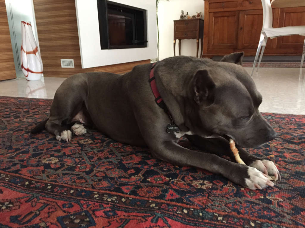 pitbull forest house