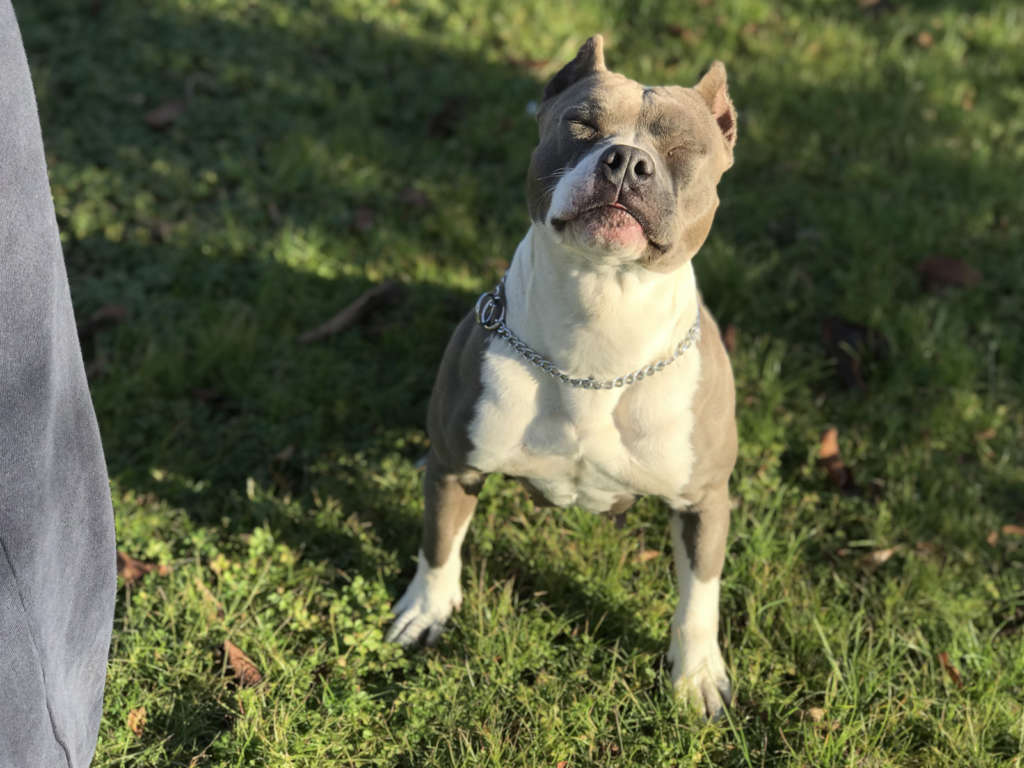 pitbull forest house