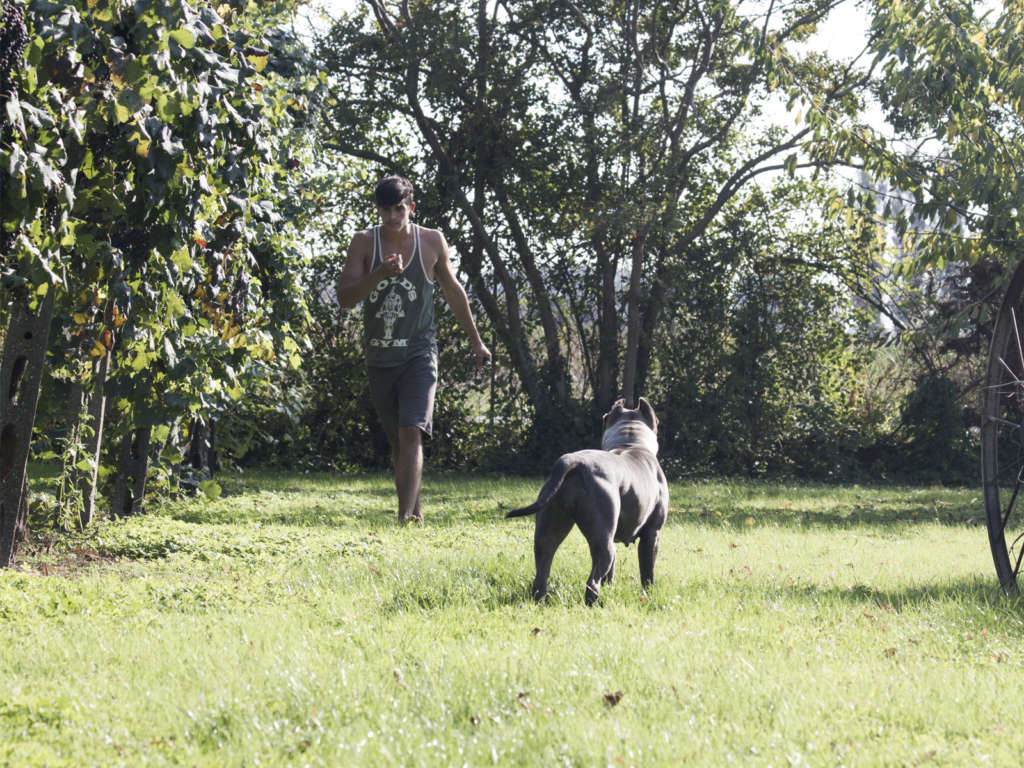 pitbull forest house