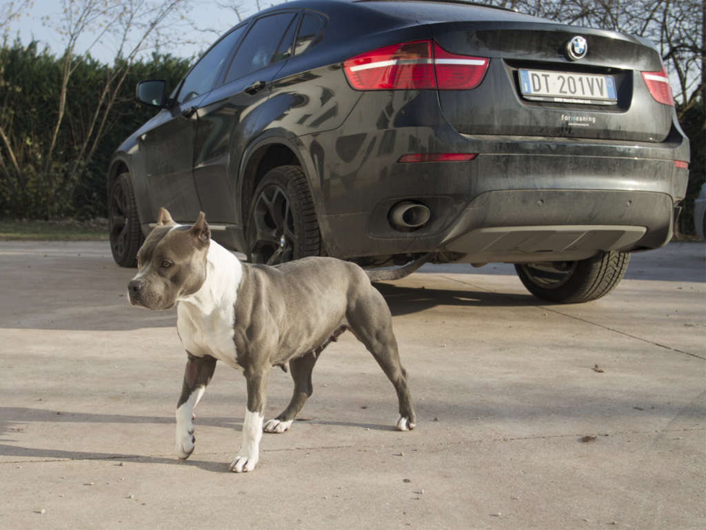pitbull forest house