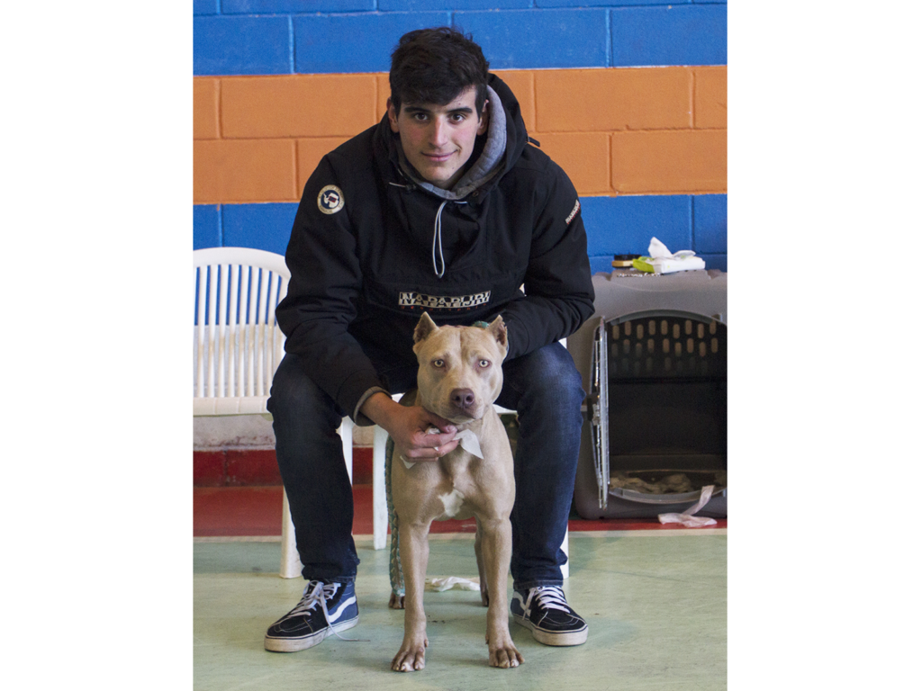 American Pitbull red nose