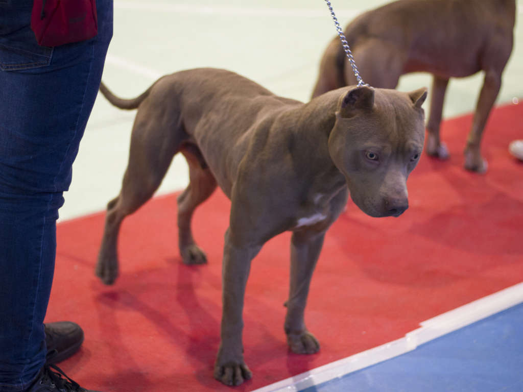 pitbull forest house