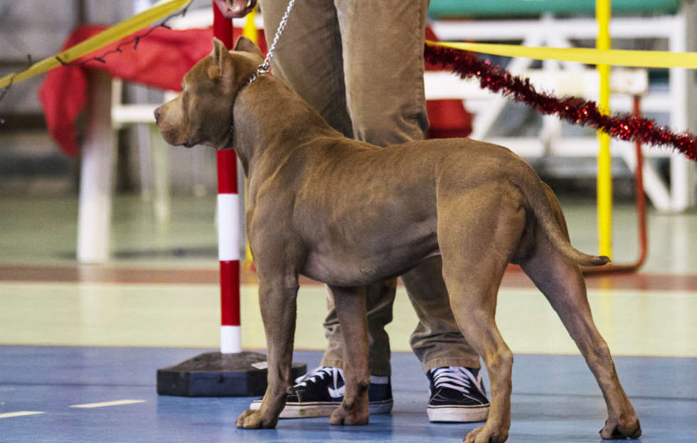 American pitbull Red Jack