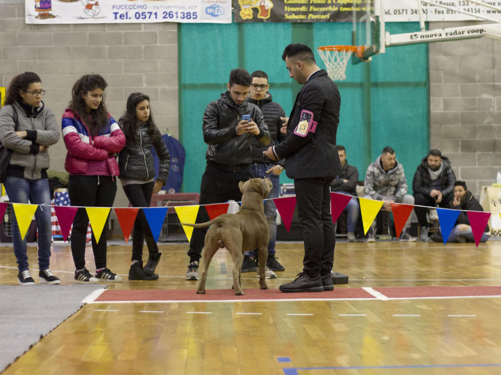 pitbull forest house