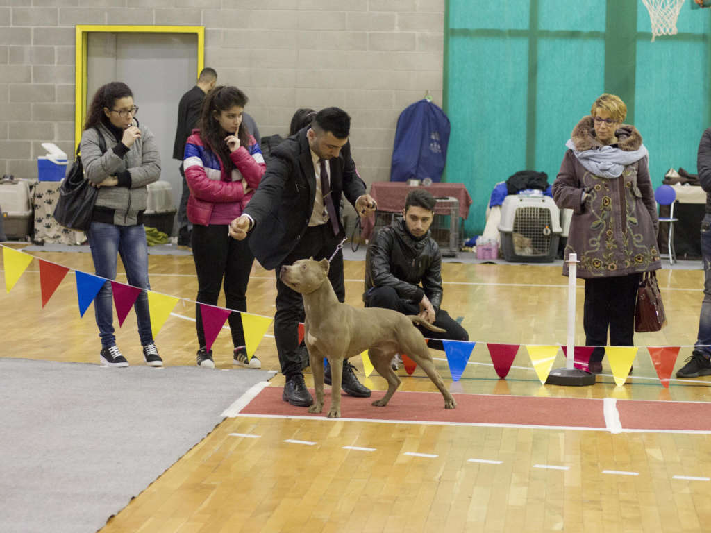 pitbull forest house