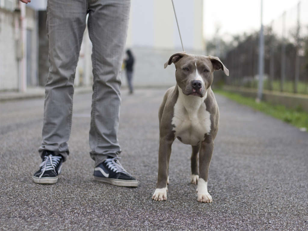 pitbull forest house