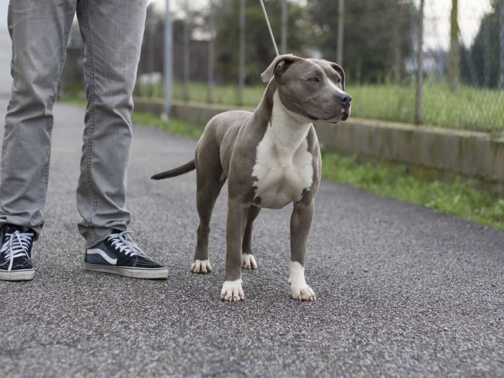 pitbull forest house