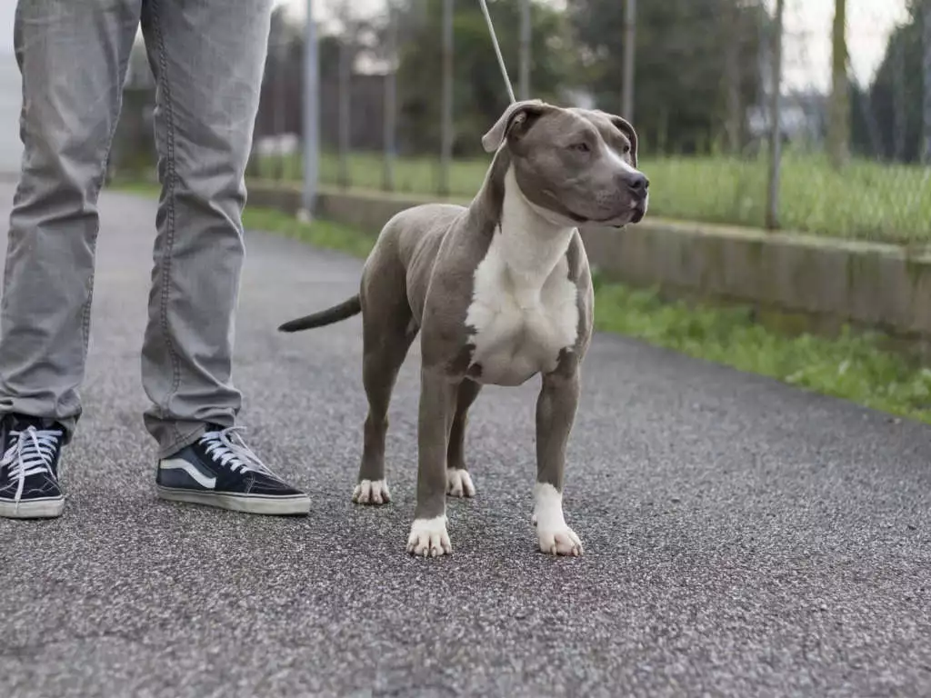 Our dog Blue Diamond - Pitbull Forest House - Pitbull Americani Red e Blue Nose Our Dog Blue Diamond - Pitbull Forest House - Pitbull Americani Red E Blue Nose