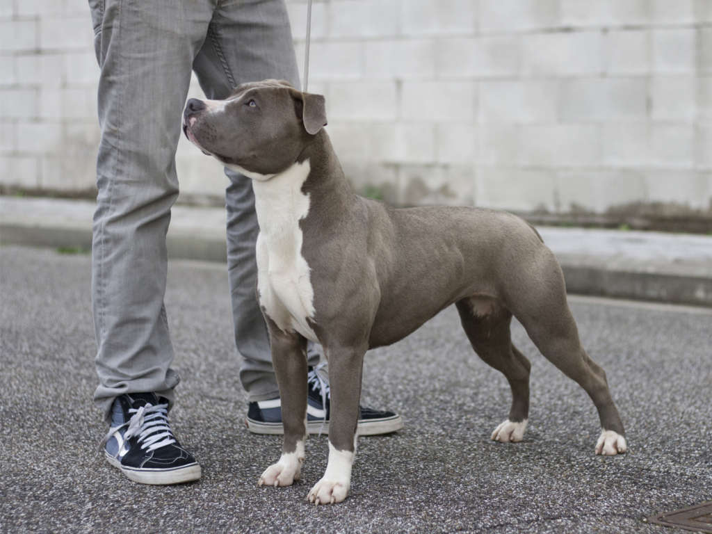 pitbull forest house