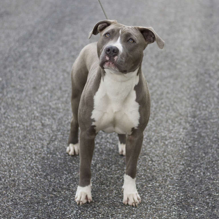 Allevamento american pitbull Blue Diamond