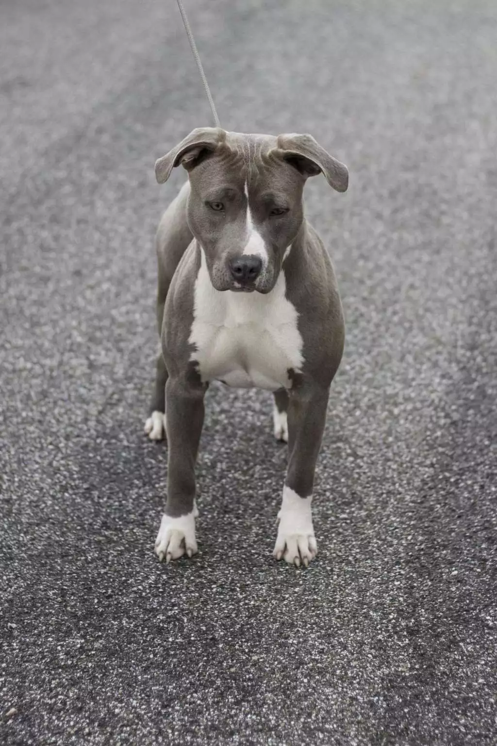 blue diamond pitbulls