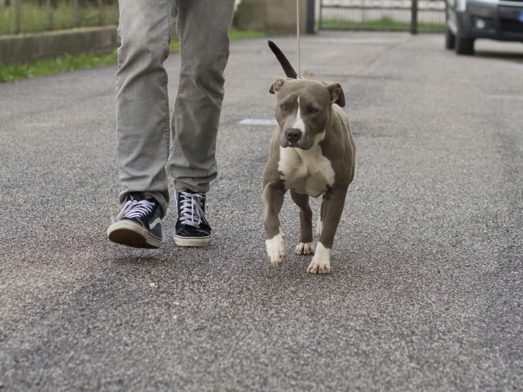 pitbull forest house