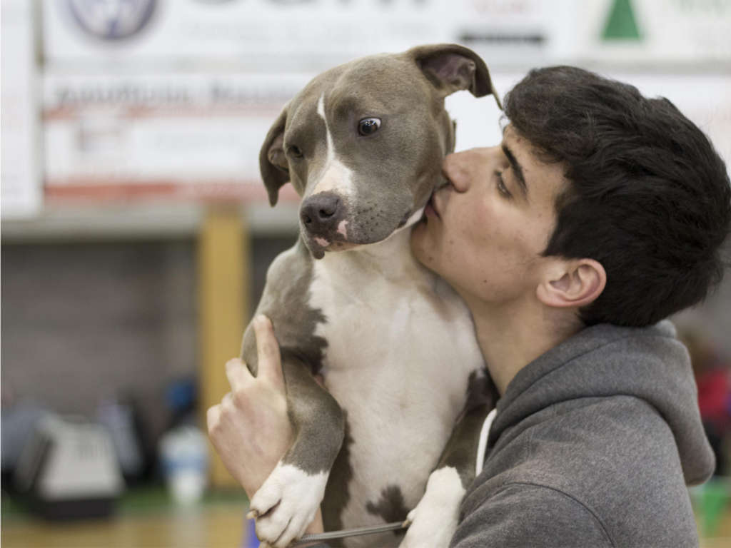 American pitbull terrier allenatore