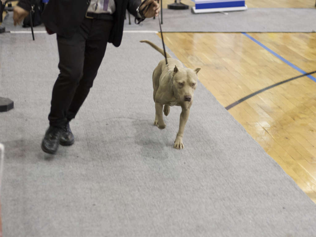 Allenamento american pitbull - Red Thecla