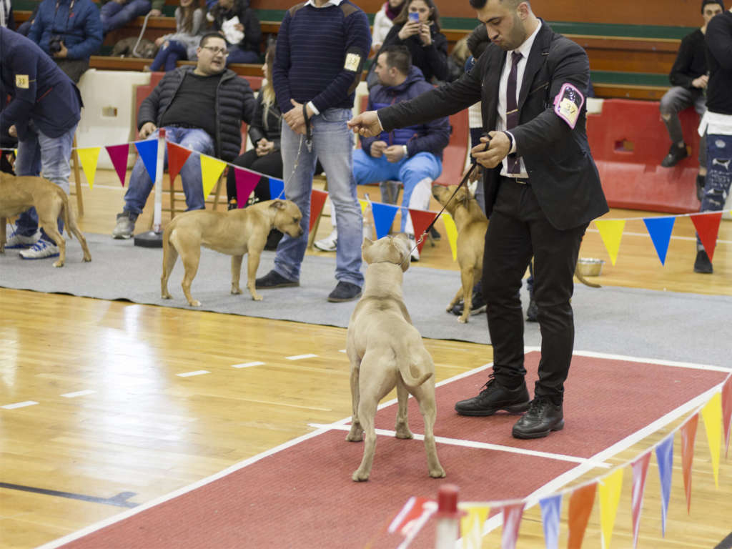 Allenamento pitbull - Red Thecla