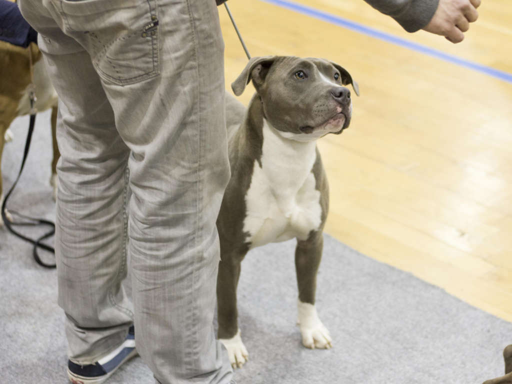 pitbull americano