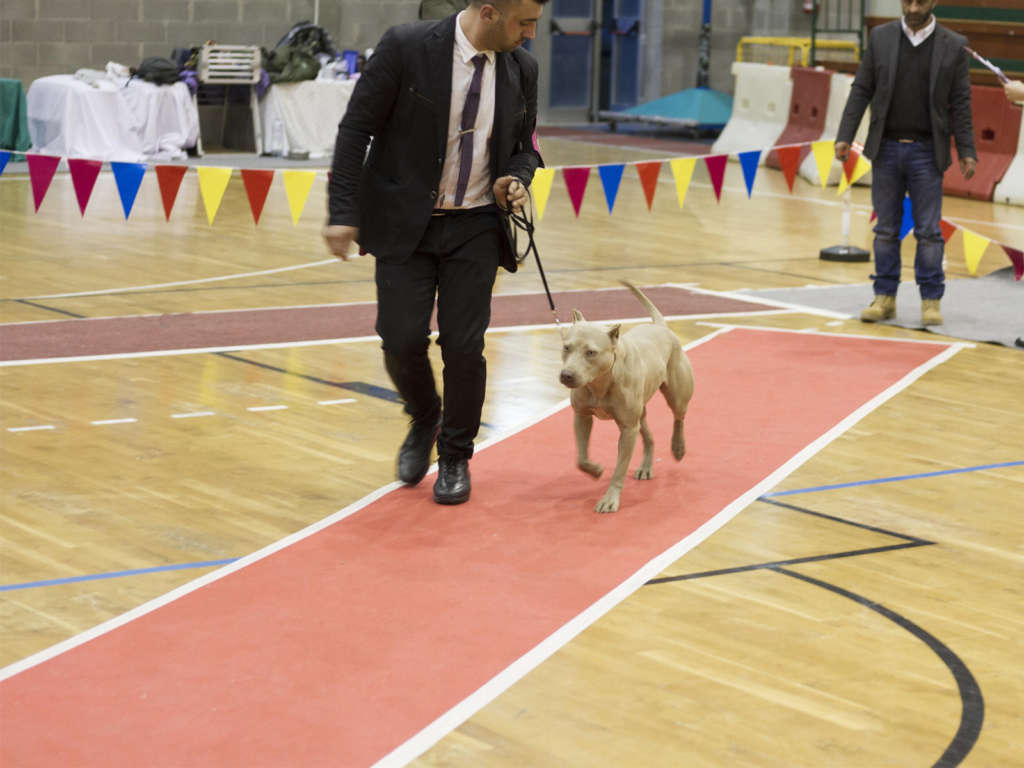 Allenamento pitbull - Red Thecla