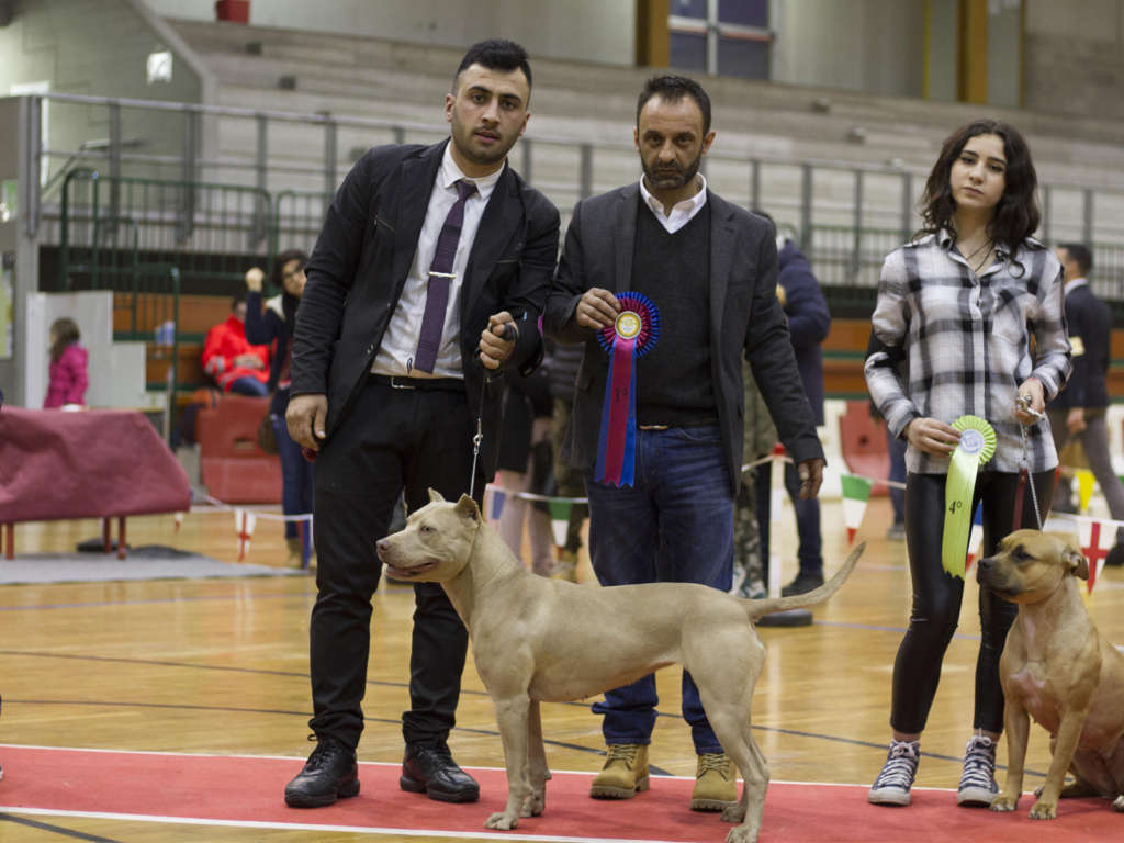 Allenamento pitbull - Red Thecla