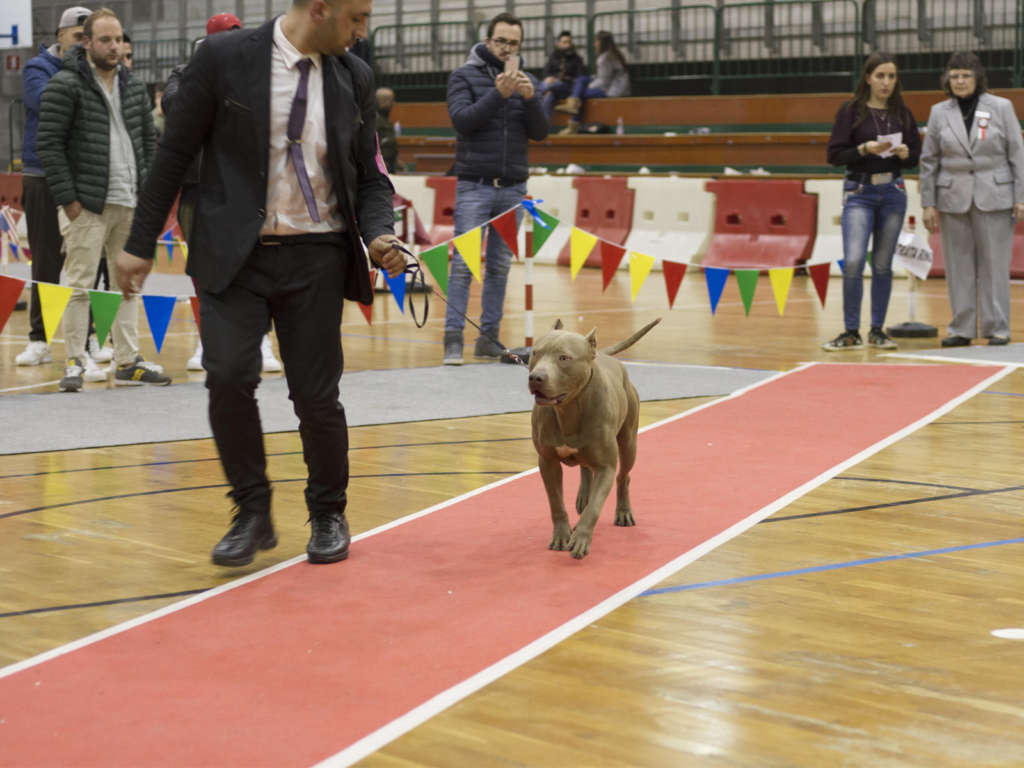 pitbull forest house