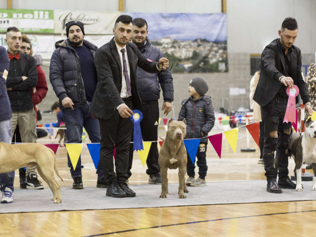 pitbull forest house