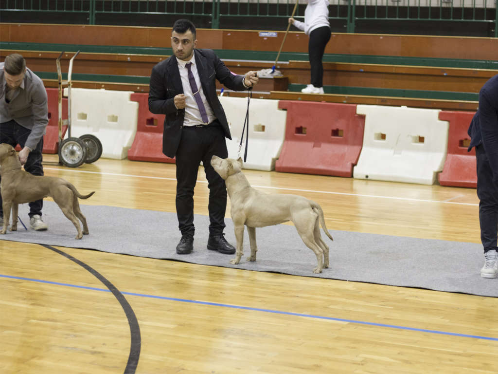 pitbull red nose allenamento