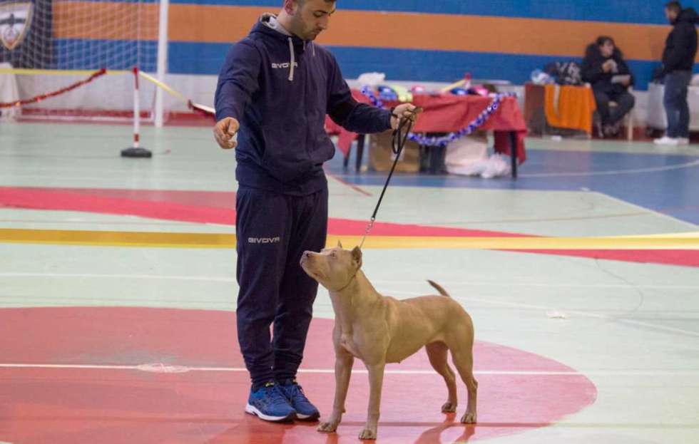 cucciolo pitbull red nose gara