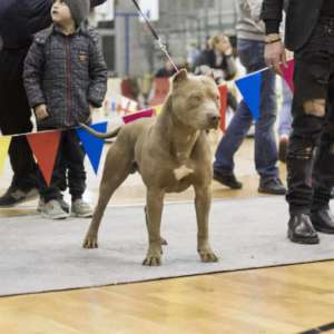 American pitbull Red Jack