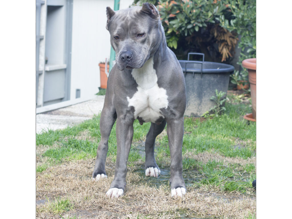 pitbull forest house