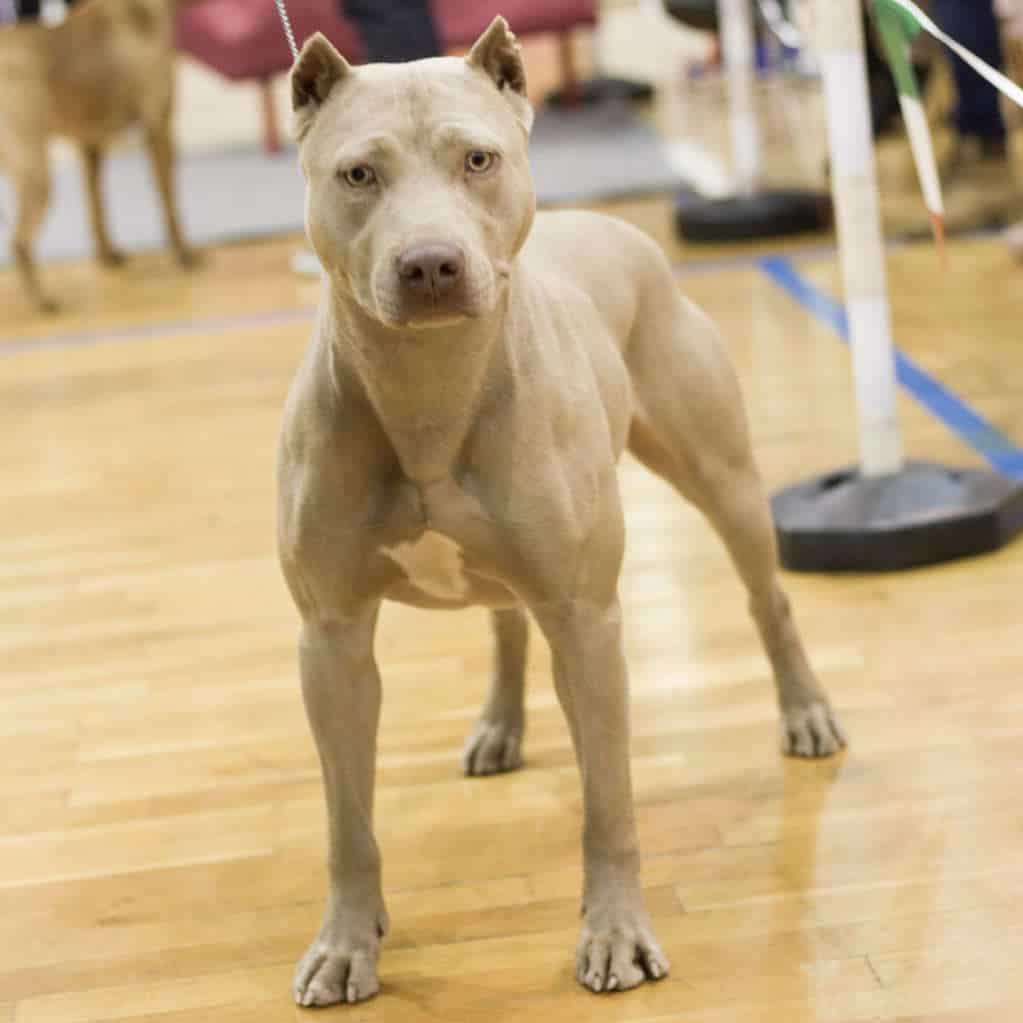 pitbull red nose mostra