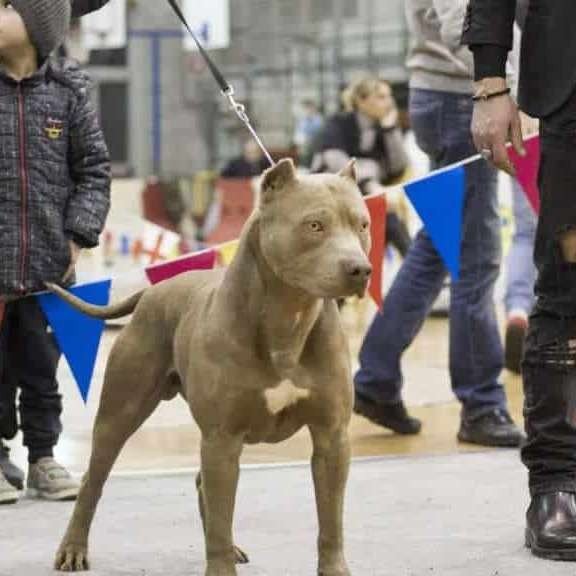 American Pitbull Terrier Maschio mostra
