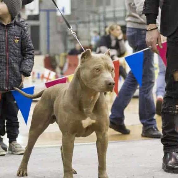 pitbull forest house