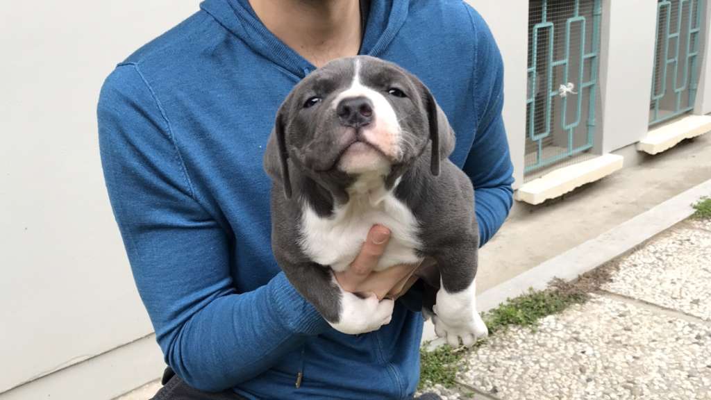 pitbull forest house