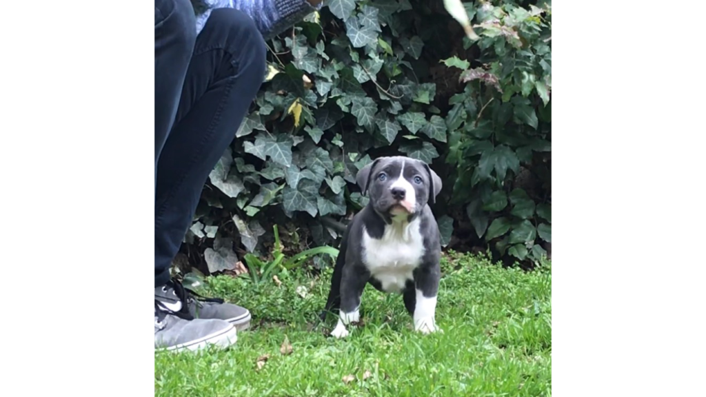 pitbull forest house