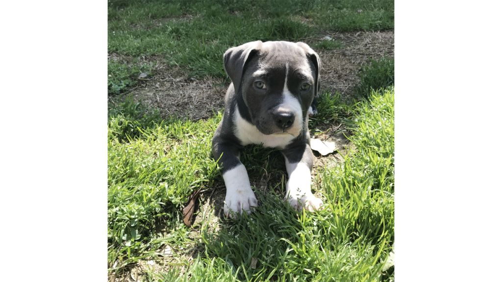 pitbull forest house
