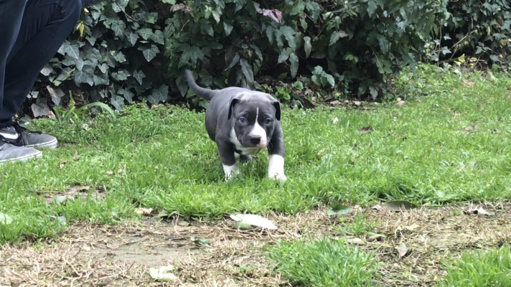 pitbull forest house