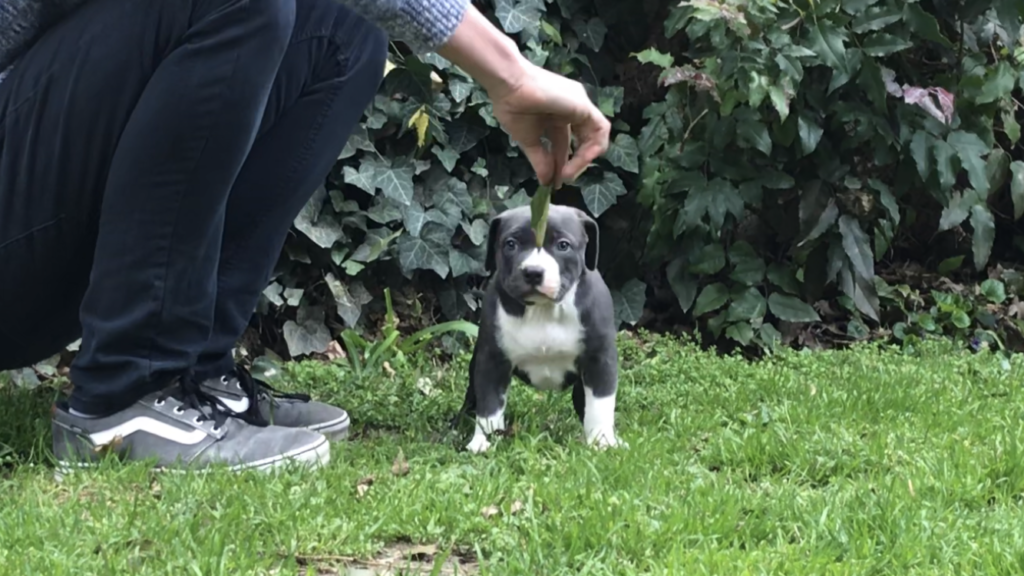 pitbull forest house