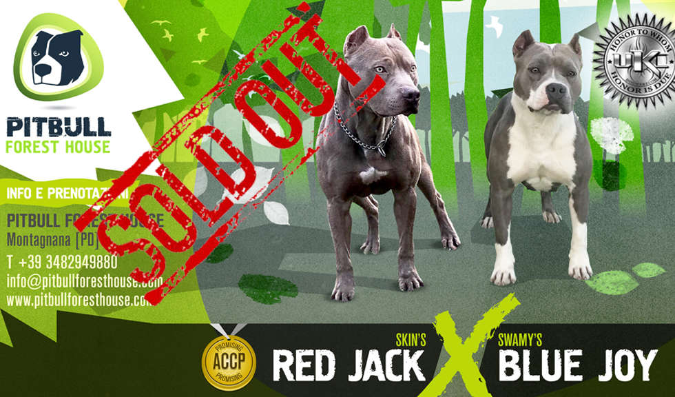 allevamenti pitbull americano