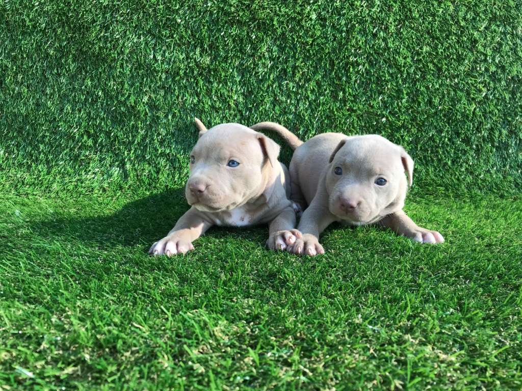 Cuccioli Disponibili Pitbull Forest House Pitbull Americani Red e Blue Nose Cuccioli Disponibili Pitbull Forest House Pitbull Americani Red e Blue Nose