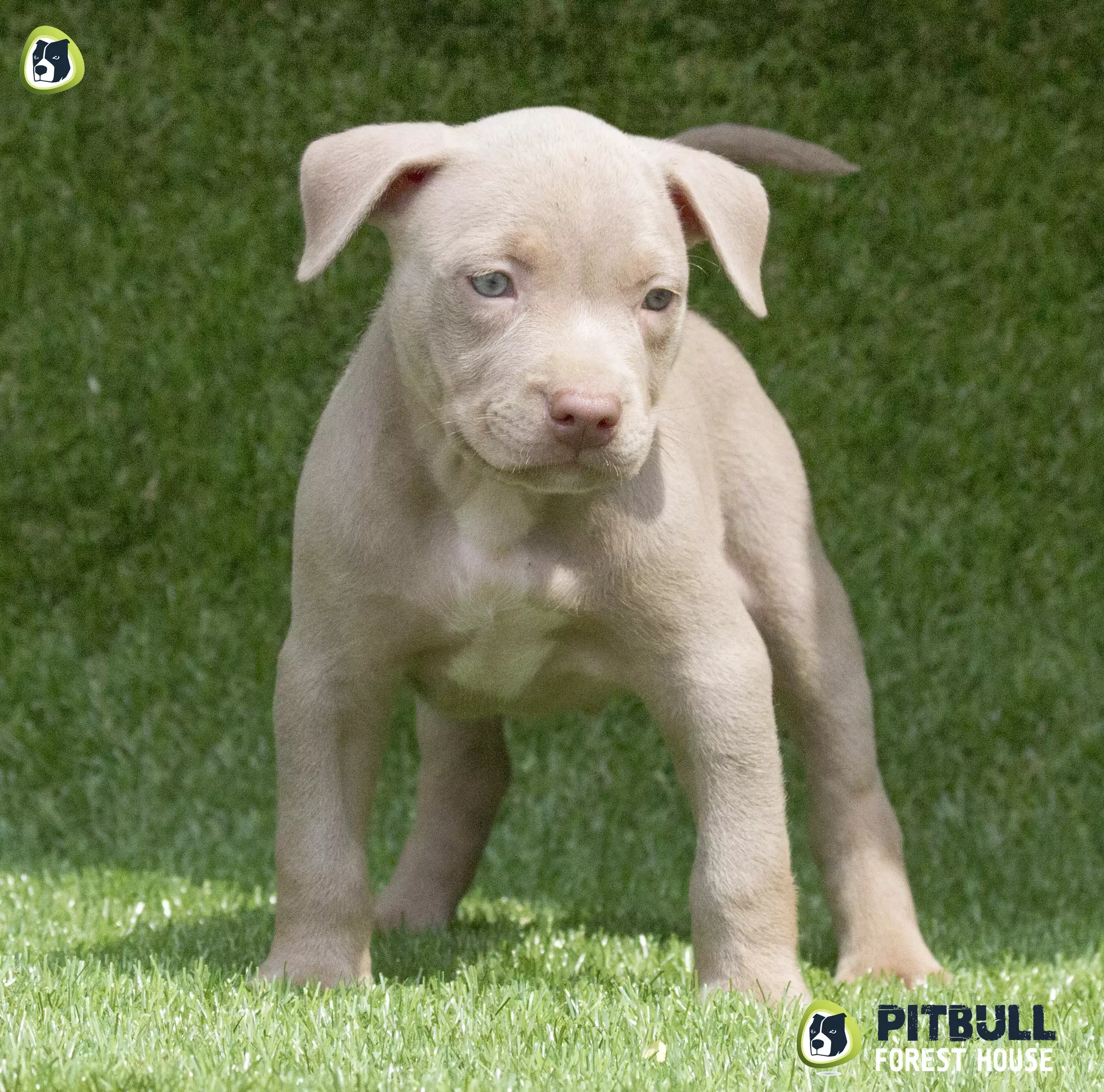 red and blue pitbull puppies