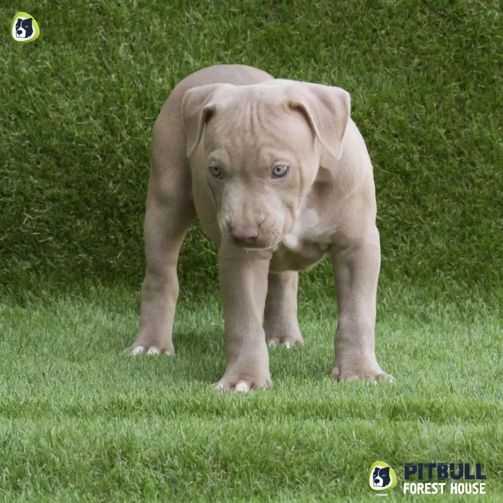 pitbull forest house