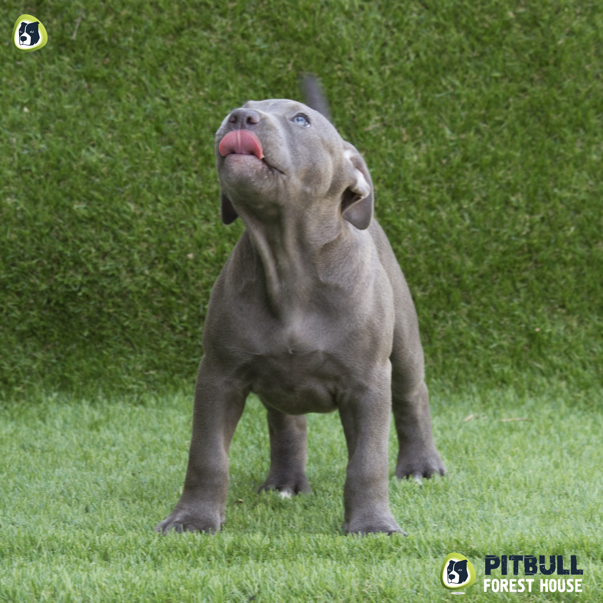 Pitbull ukc blue nose 2025