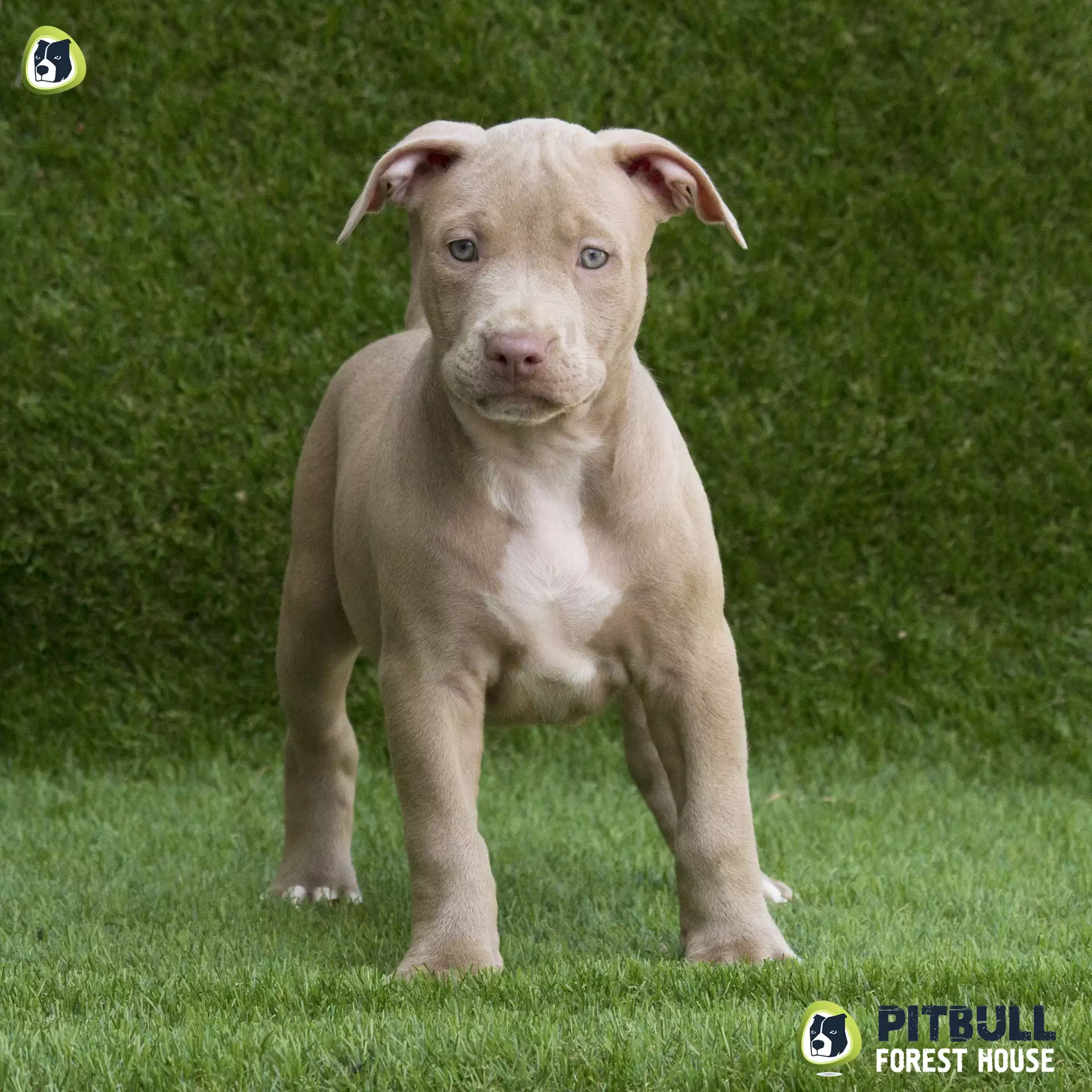 Sociale Studier har Adept Red Nose Puppy Champagne - "Pitbull Forest House - Pitbull Americani Red e  Blue Nose" Kennel