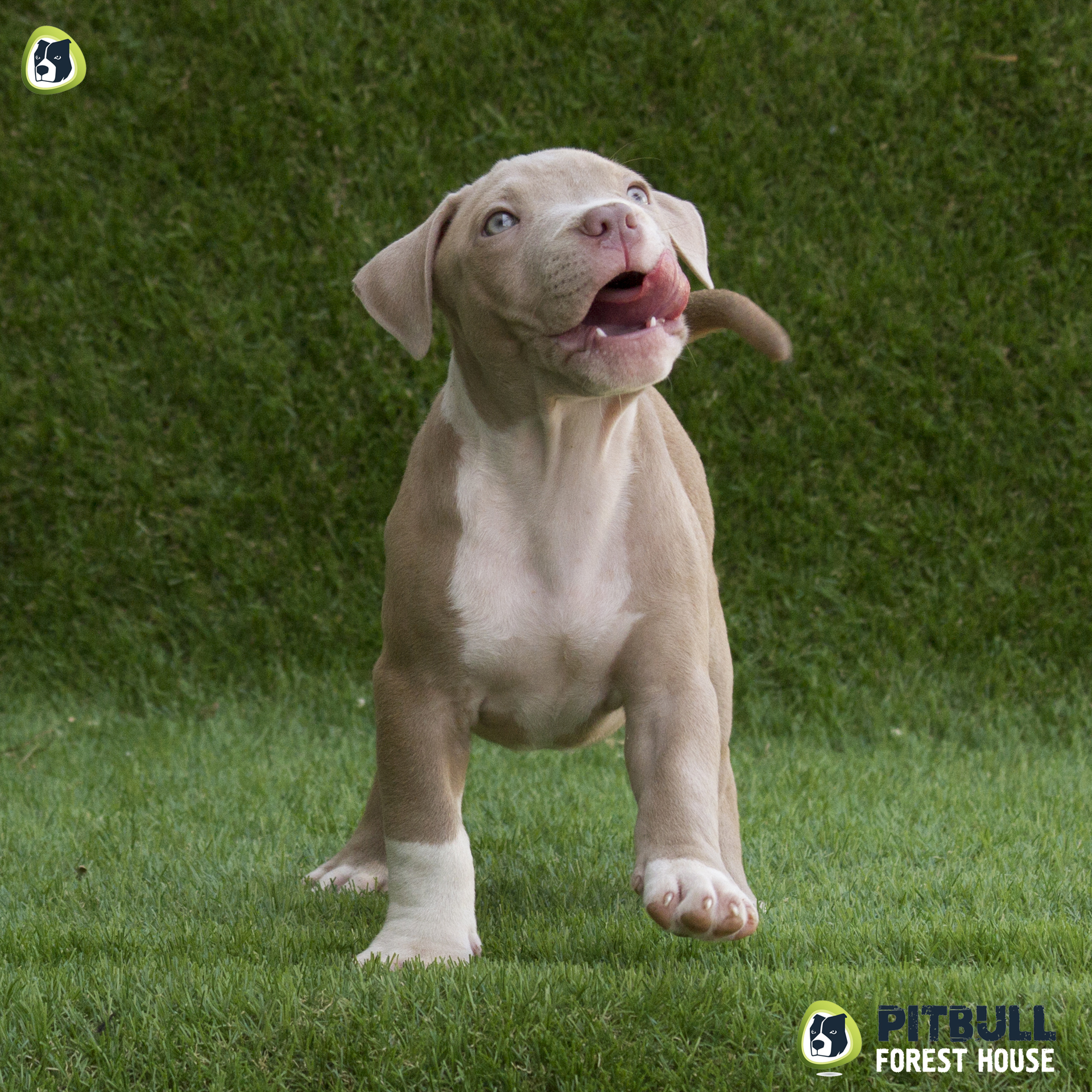 American Pitbull Terrier Silver AMERICAN PITBULL KENNEL