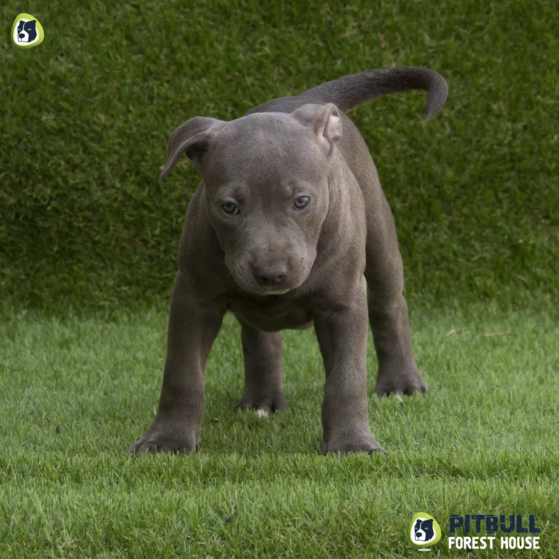 pitbull forest house